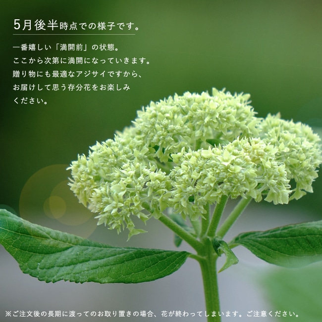 アジサイ アナベル 2