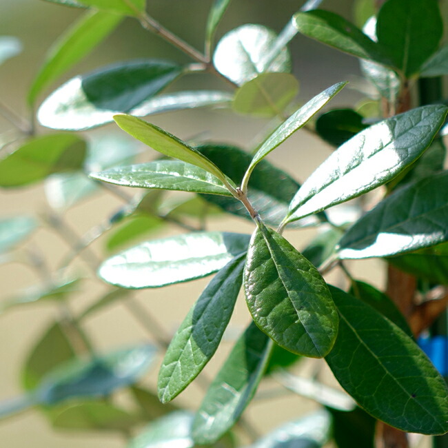 フェイジョア アポロスペシャル 1