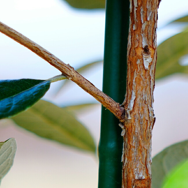 フェイジョア アポロスペシャル 4