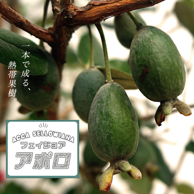 フェイジョア アポロ 