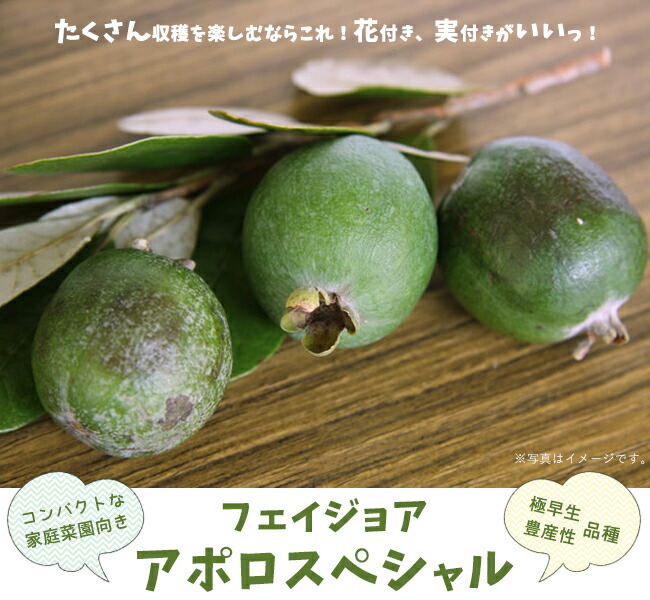 フェイジョア アポロスペシャル 苗 通販 苗木部 By 花ひろばオンライン