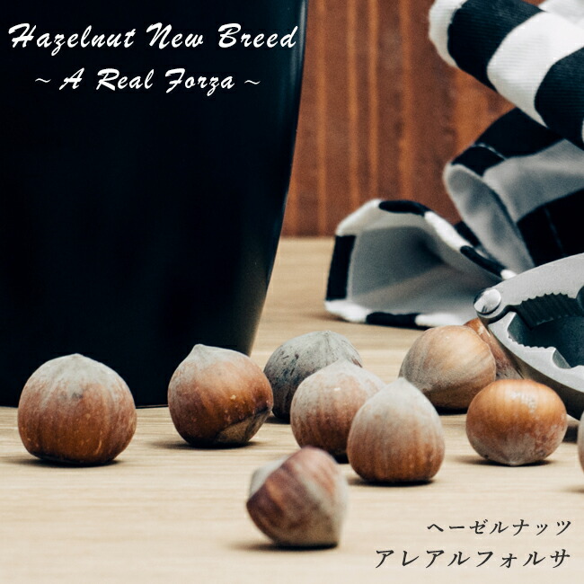 ヘーゼルナッツ アレアルフォルサ 苗 販売 苗木部 By 花ひろばオンライン