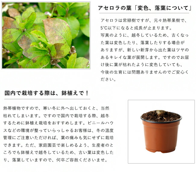 アセロラ アセロラ 5