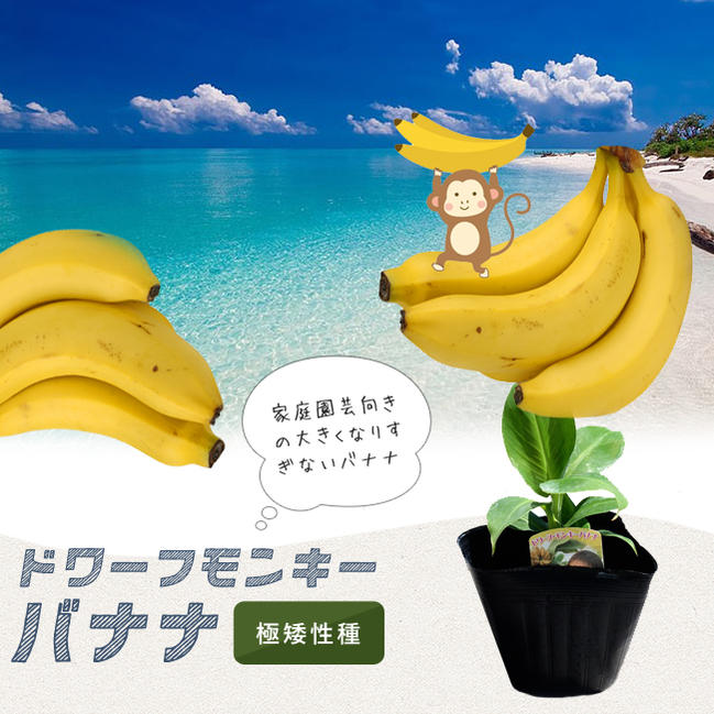 ドワーフモンキーバナナ 