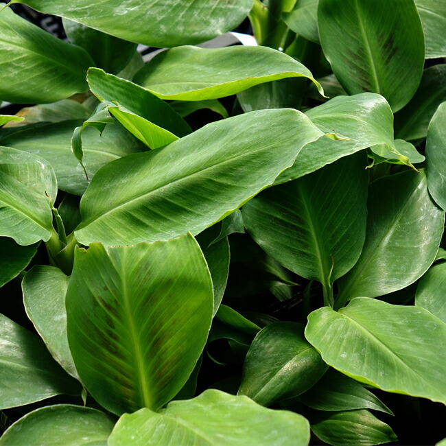 バナナ モンキーバナナ 4