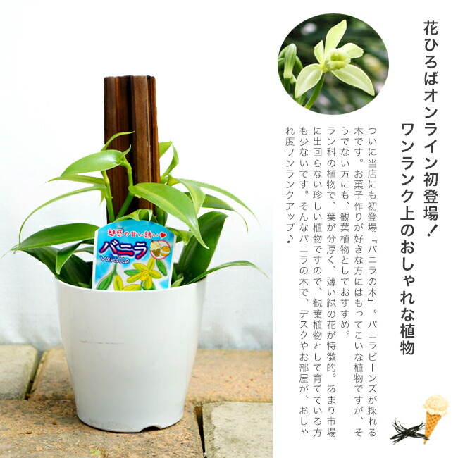 バニラの木の特徴