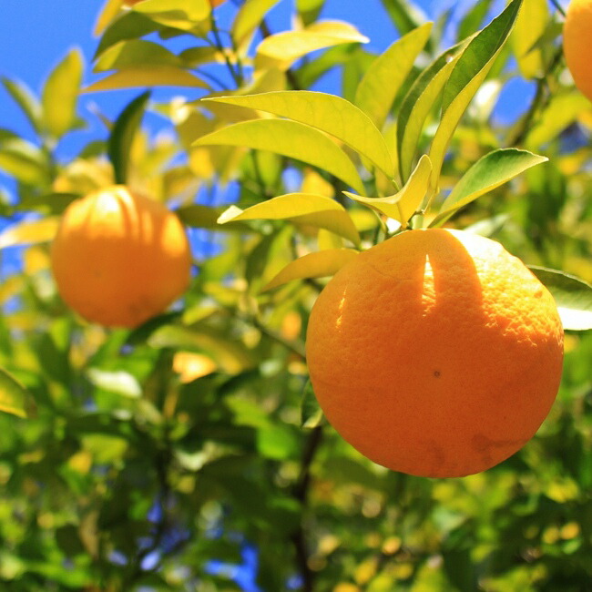 柑橘 雑柑類 紅八朔 （べにはっさく） 苗 おすすめ 苗木部 By 花ひろば