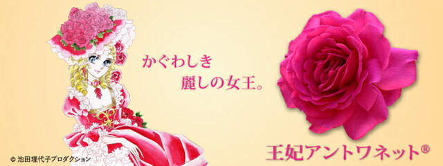 バラ ベルサイユのばら 1