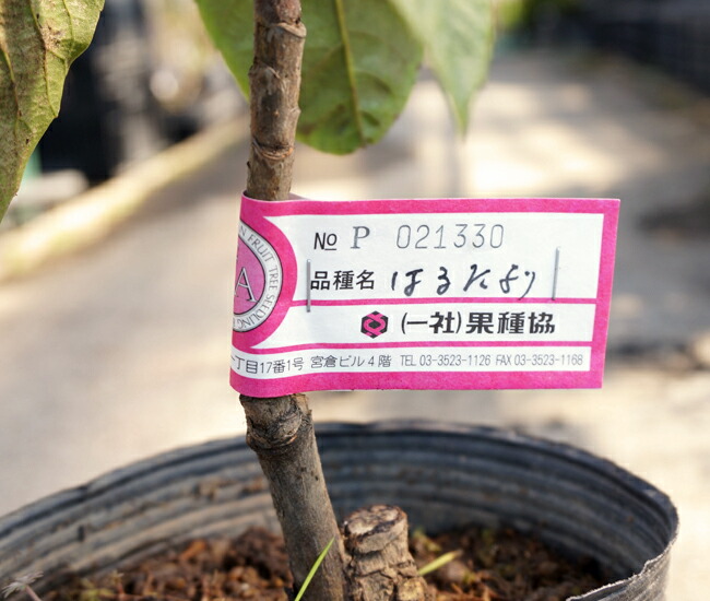 ビワ はるたより 2