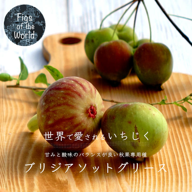 ブリジアソットグリース の果実