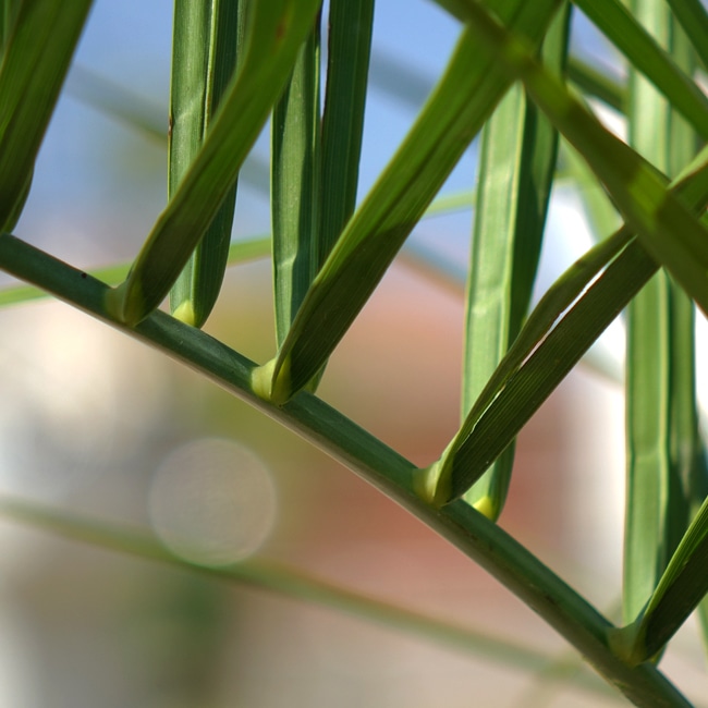 ヤシ ココスヤシ 苗 販売 苗木部 By 花ひろばオンライン