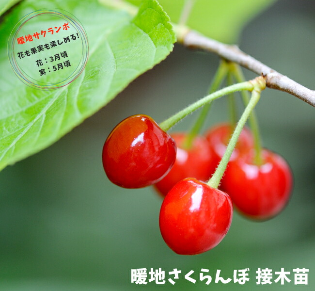 サクランボ 暖地サクランボの苗木通販 苗木部 By 花ひろばオンライン