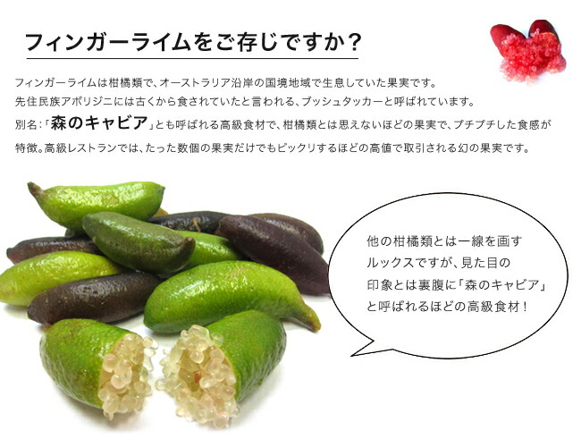 フィンガーライム リトルルビー 苗 販売 苗木部 By 花ひろばオンライン