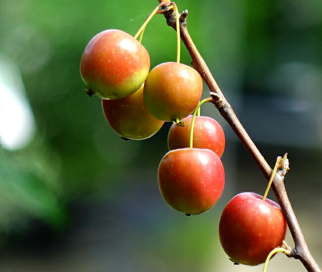 リンゴ ゴージャス 1