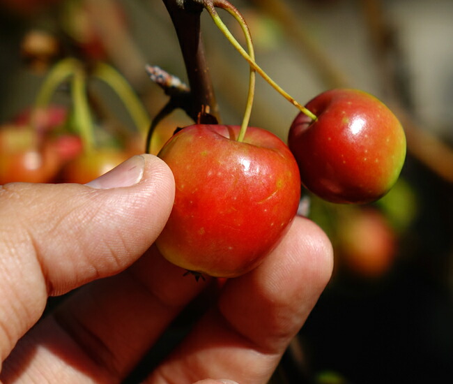 リンゴ ゴージャス 2