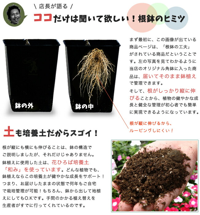 ユーカリ ポリアンセモス 3