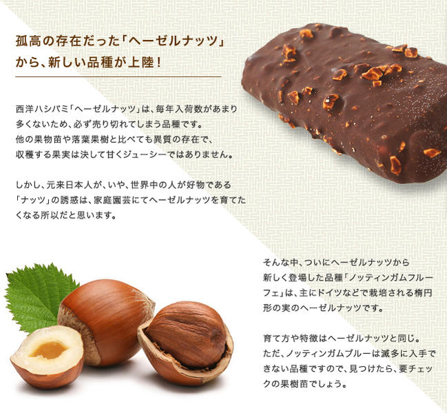 ヘーゼルナッツ ノッティンガムフルーヒェ 3