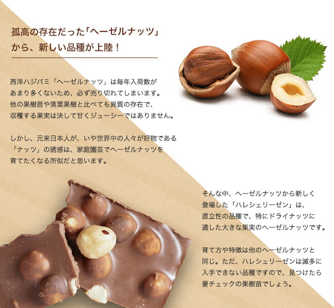 ヘーゼルナッツについて