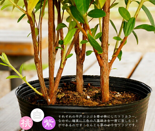 ツツジ 平戸ツツジ 八重 三色咲き トリカラー 苗 販売 苗木部 By 花
