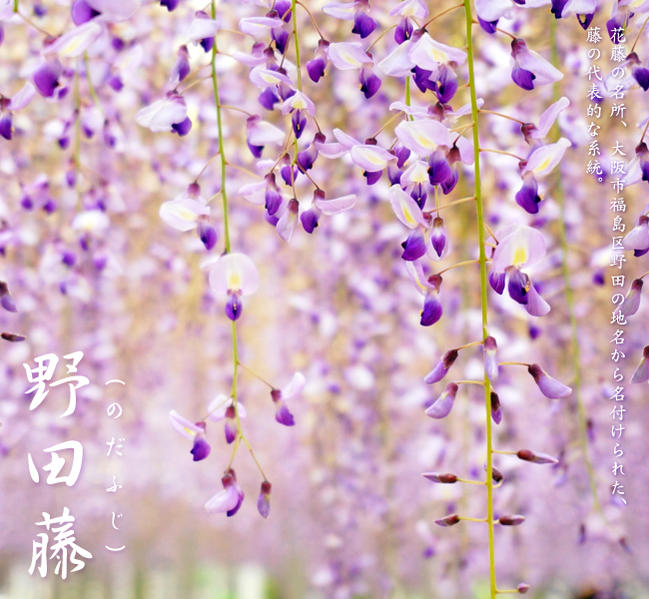花藤 野田藤 