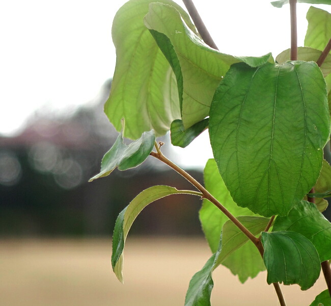 ナツメ インドナツメ 1