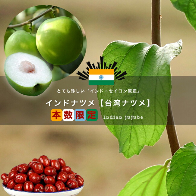 ナツメ インドナツメ 苗 販売 苗木部 By 花ひろばオンライン