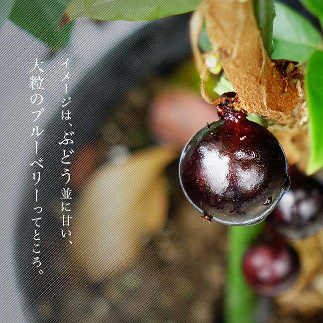 ジャボチカバ 大葉系 ジャボチカバ 苗 通販 苗木部 By 花ひろばオンライン