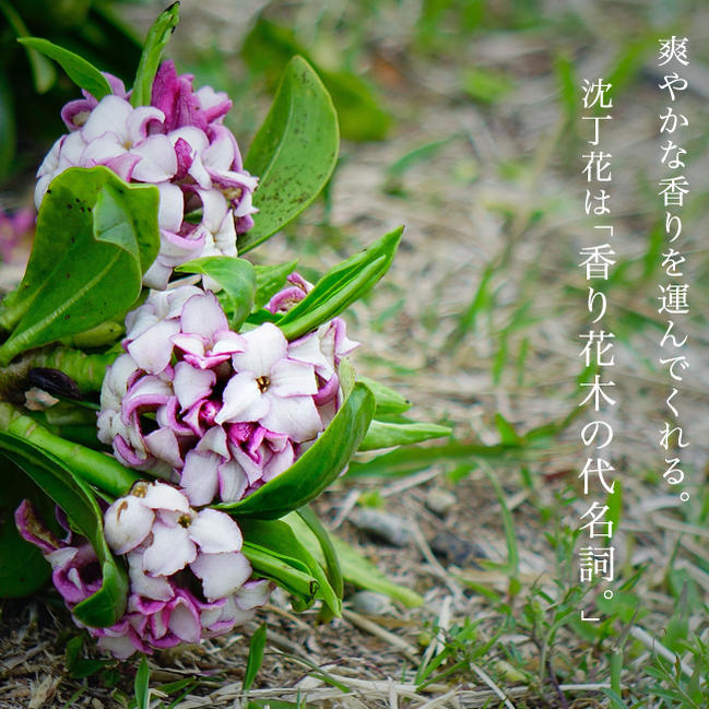 ジンチョウゲ 赤