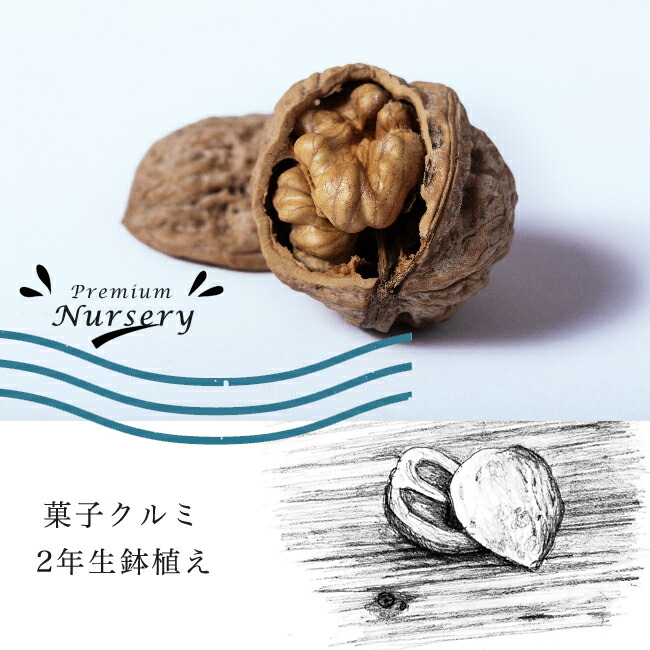 クルミ 菓子くるみ 苗 通販 苗木部 By 花ひろばオンライン