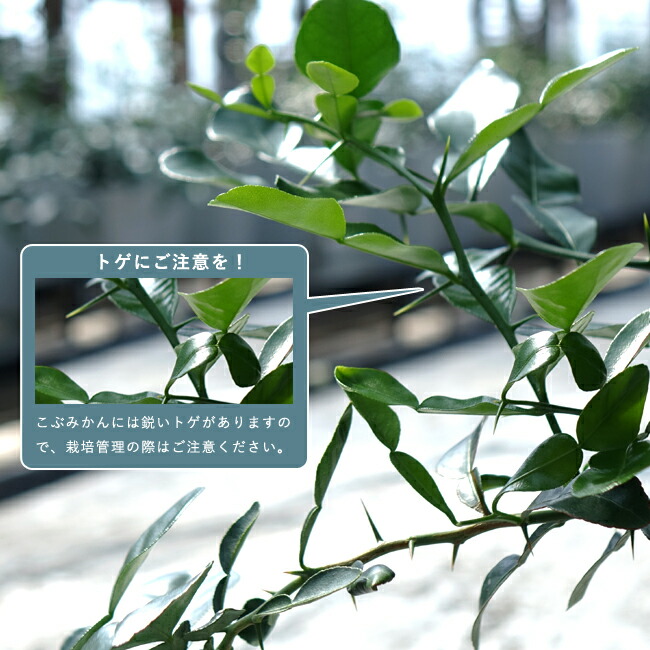 柑橘 こぶみかん 3