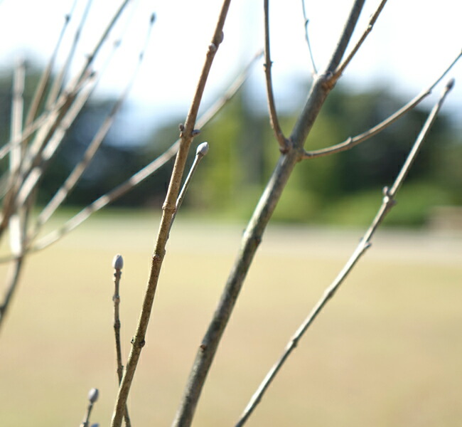 アオダモ コバノトネリコ 2