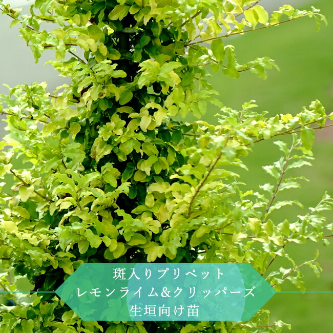 斑入りプリペット レモンライム&クリッパーズ
