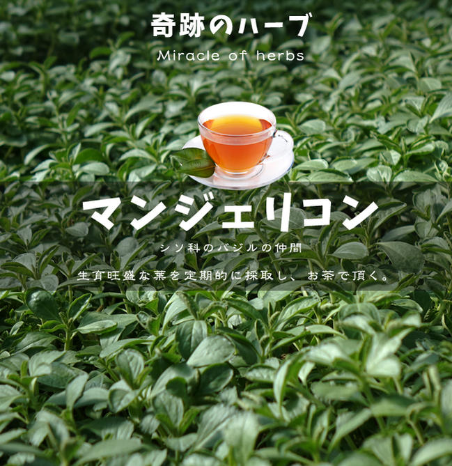 マンジェリコン ポルトジンユ 苗 販売 苗木部 By 花ひろばオンライン