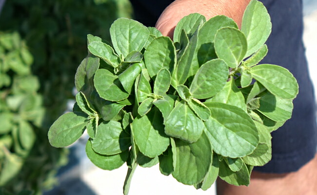 マンジェリコン ポルトジンユ 苗 販売 苗木部 By 花ひろばオンライン