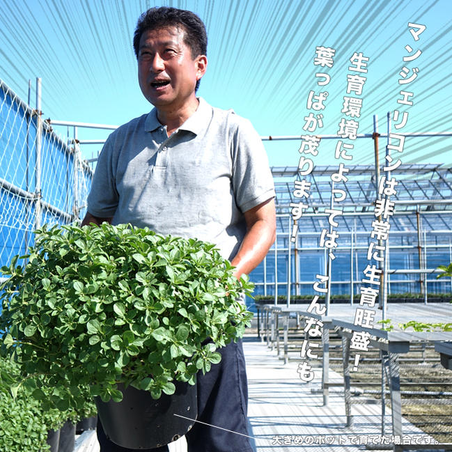 奇跡のハーブ マンジェリコン