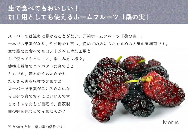 桑（マルベリー） 一ノ瀬 1