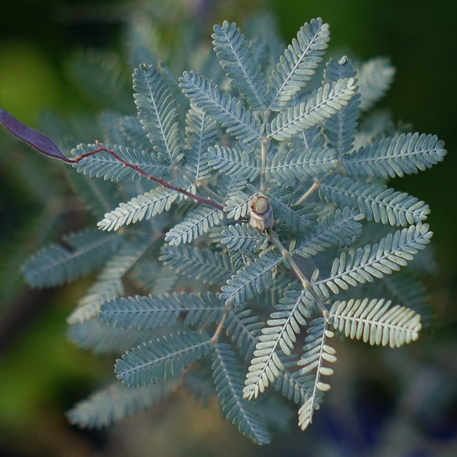 アカシア ゴールデンミモザ プルプレア 4