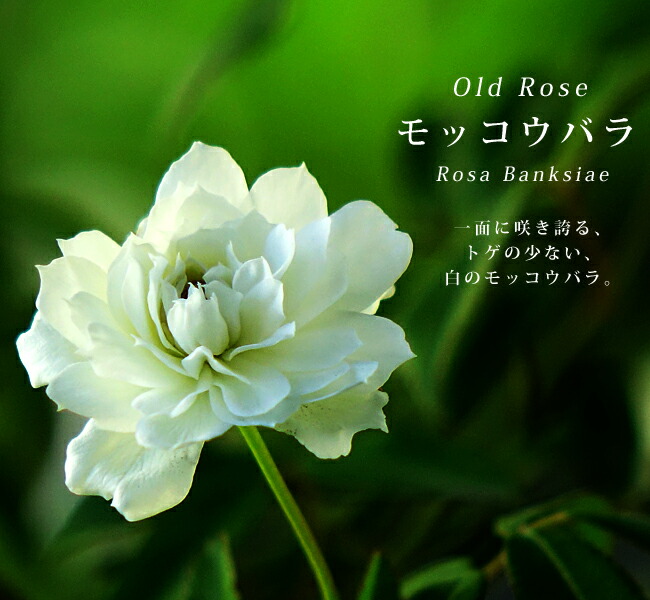 白八重モッコウバラ