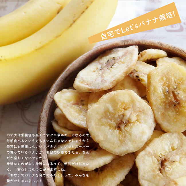 バナナ モンキーバナナ 2