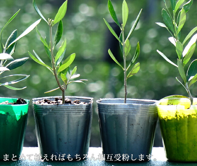 □送料無料□ オリーブの木 世界のオリーブ5種セット 3.5号ポット苗
