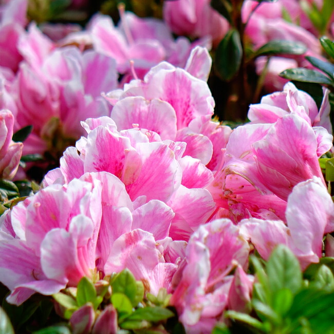 サツキ 思いのまま 5