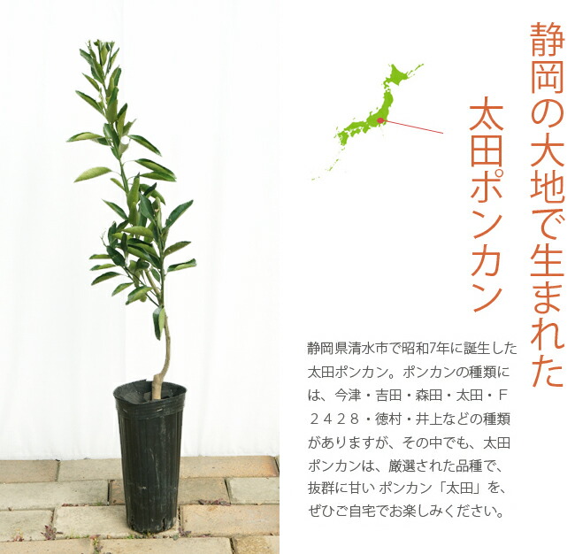 柑橘 太田ポンカン 4