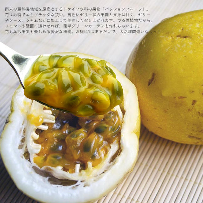 パッションフルーツ 【イエロー】 