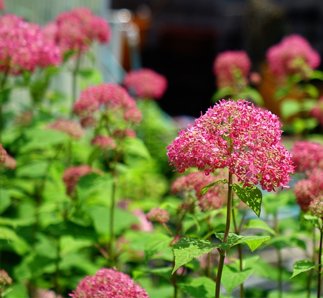 アジサイ ピンクアナベル 2