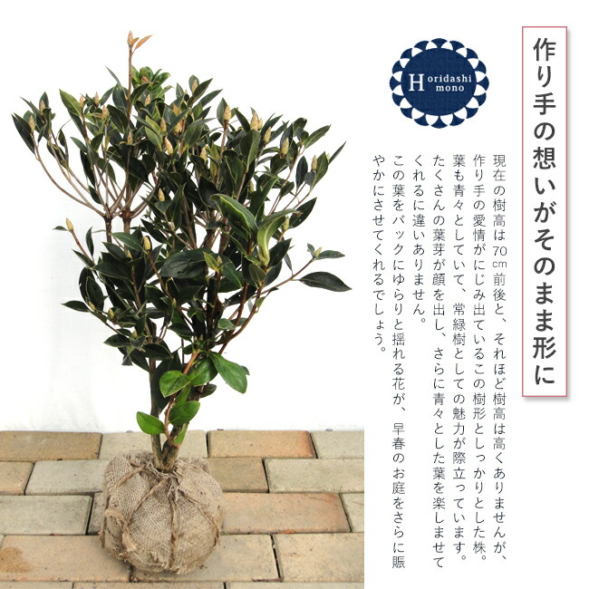 ツツジ ピンクシャンデリア 8