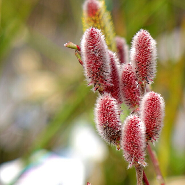 ピンク ネコヤナギ 苗 販売 苗木部 By 花ひろばオンライン