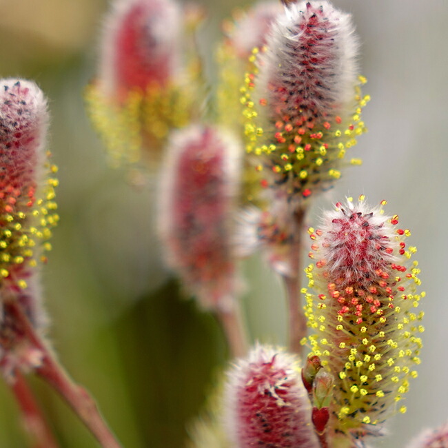 ピンク ネコヤナギ 苗 販売 苗木部 By 花ひろばオンライン