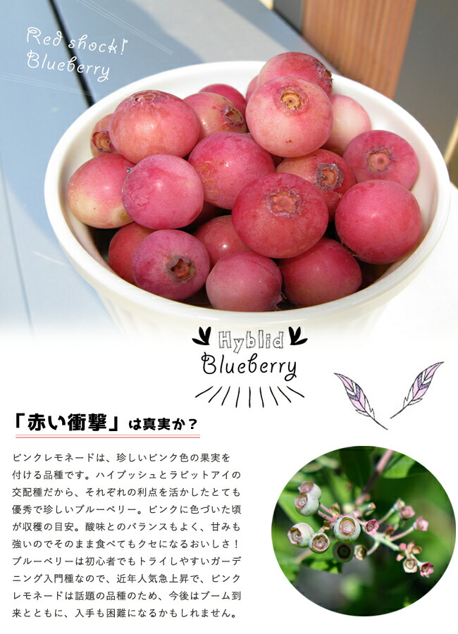 ピンクレモネード２