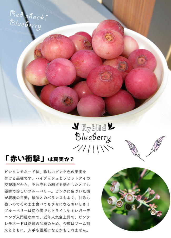 ブルーベリー ハイブリッド系 ピンクレモネード 苗 通販 苗木部 By 花