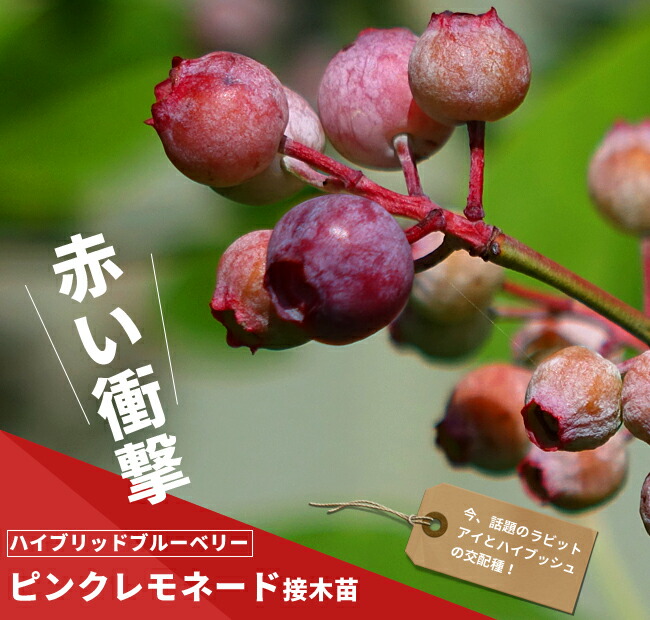 ピンクレモネード  1